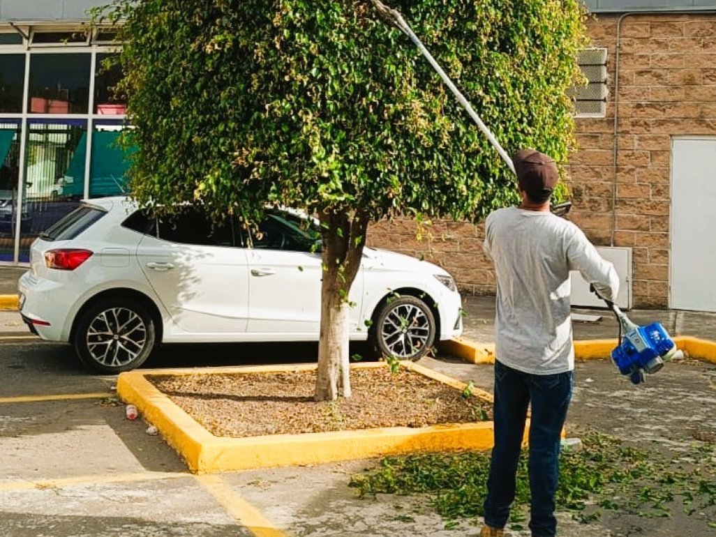Poda de árboles en estacionamiento